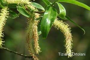 willow - fiori di bach