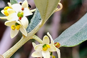 olive - fiori di bach